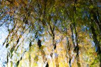 Reflecties van bomen, abstracte fotografie