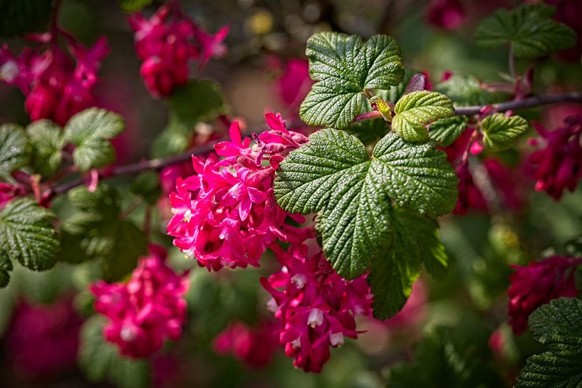 Red Ribes by Rob Boon