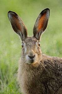 Feldhase * Lepus europaeus *, erstaunter Blick