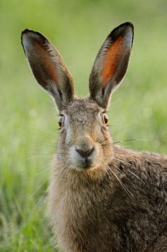 Hare watching surprised, funny close up