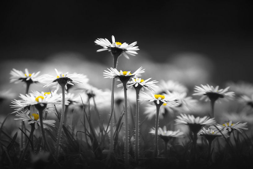 Marguerites par Niels Barto