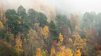 Herfst in de hooglanden van Schotland van Jos Pannekoek thumbnail