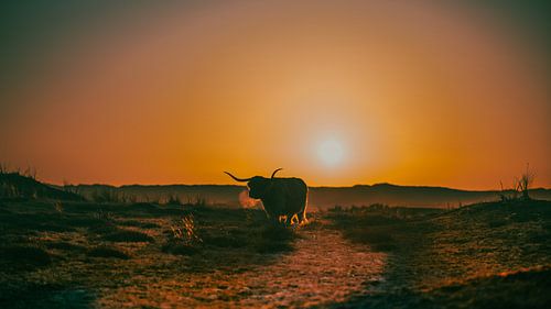 IJzige adem terwijl ze grazen van TCPhoto.nl