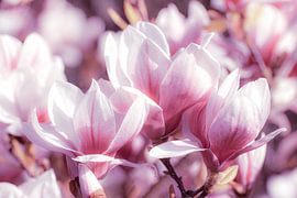Macro pink flowers of magnolia in spring