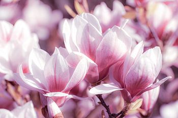 Macro roze bloemen van magnolia in de lente