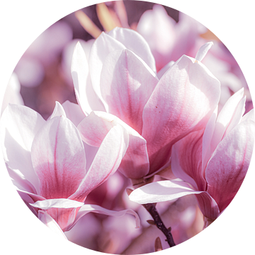 Macro roze bloemen van magnolia in de lente van Dieter Walther