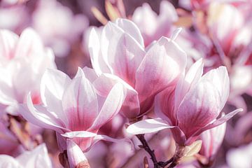 Macro roze bloemen van magnolia in de lente van Dieter Walther