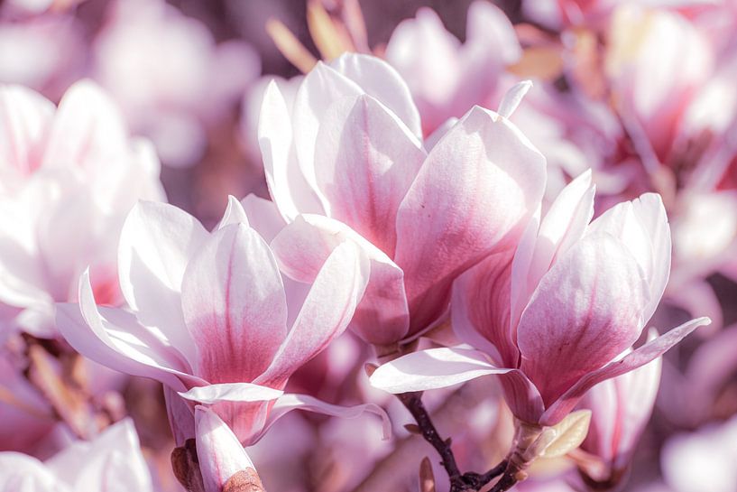 Macro pink flowers of magnolia in spring by Dieter Walther
