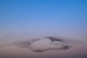 Spreeuwen groep in de lucht tijdens zonsondergang van Sjoerd van der Wal Fotografie