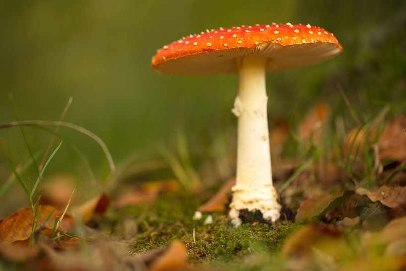 Rood met witte stippen... van Micky Bish