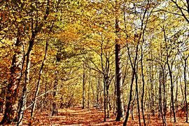 herbstlichen Buchen in einem Wald