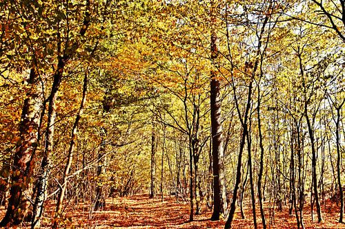 herfstige beuken in een bos