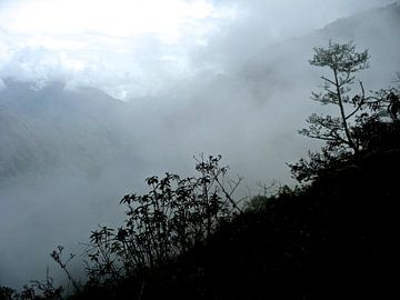 'Struikgewas in de Andes', Peru by Martine Joanne