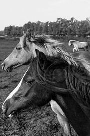 Die Pferde auf dem Ijsel von Soekardjo Photography