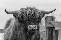 Scottish Highlander in black and white