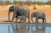 Drei Elefanten gehen an einer Wasserstelle entlang