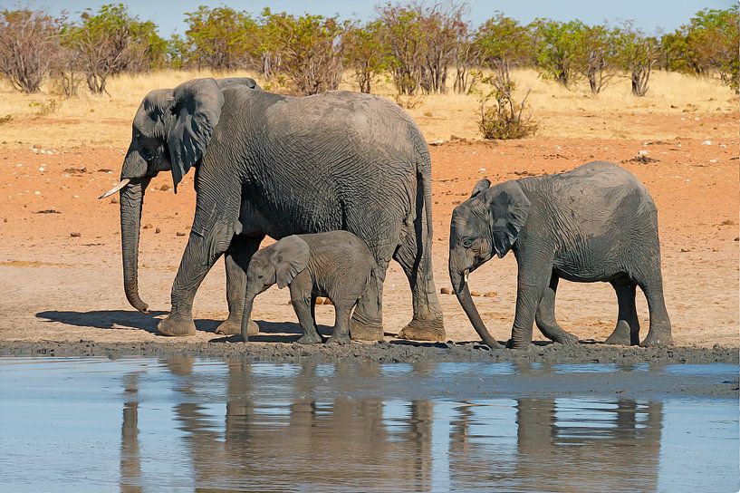 Drei Elefanten gehen an einer Wasserstelle entlang von Peter van Vuuren