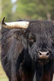 Zwarte schotse hooglander close up van Bobsphotography