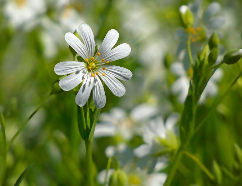 Mauerblümchen (Blume der Mauer) von Caroline Lichthart