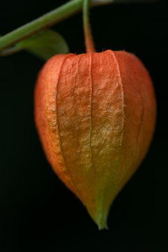 Lampionblume vor dunklem Hintergrund von Ulrike Leone