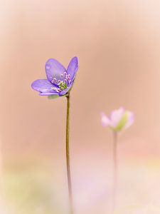 Leberblümchen im weichen Bokeh