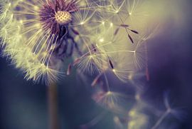 Pissenlit Parapluie volant sur Julia Delgado