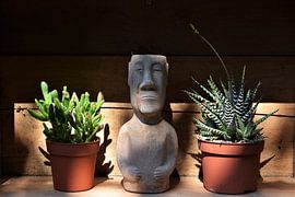 Little Cactus van Beau Dorr