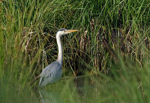 Blauwe reiger in het riet