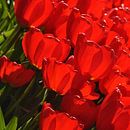 Vandaag is rood...de kleur van mijn tulpen.. van Leuntje 's shop thumbnail