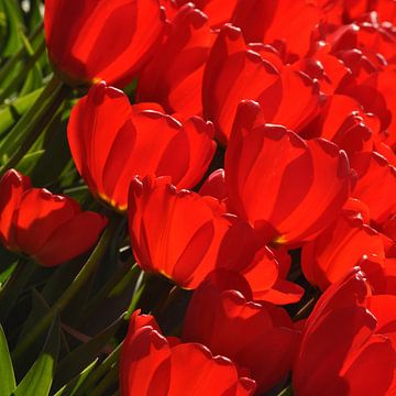 Vandaag is rood...de kleur van mijn tulpen.. van Leuntje 's shop