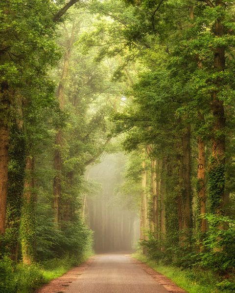 Allee der Träume von Lars van de Goor