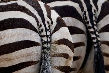 Zebrabillen van 28Art - Yorda