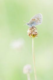 Vlinder by Steven Hendrix