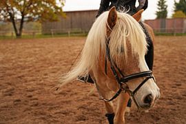 Photoshooting with light brown Haflinger with beige mane