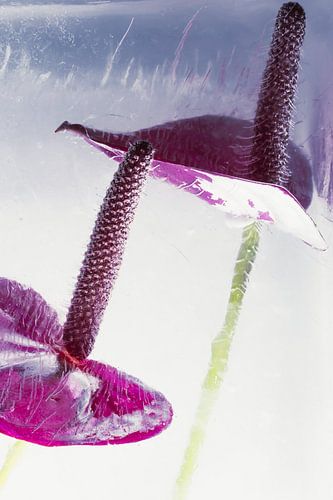 Anthurium in ice 2 by Marc Heiligenstein