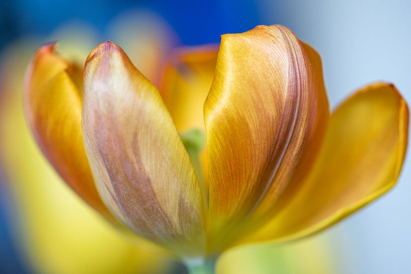 Tulp Oranje van Enna Butte