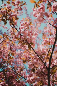 Roze bloesem aan een boom voor een blauwe lucht. van Robin van Steen