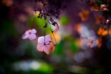 hortensia dans la lumière du printemps sur Marloes Hoekema