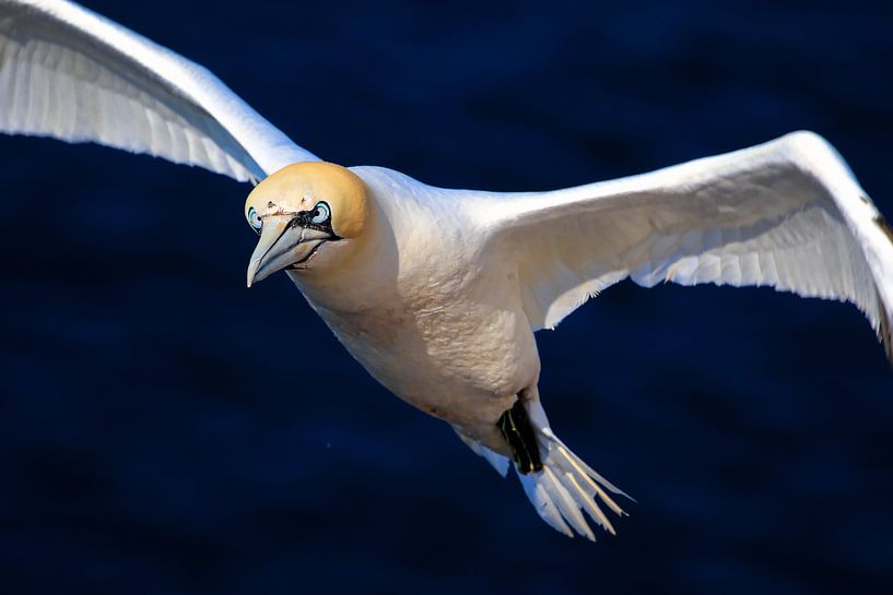 Gannet by Joost van Doorn
