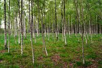 Birkenwald mit grasbewachsener Vegetation