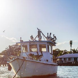 Pelikanen op een scheepswrak van Joost Winkens