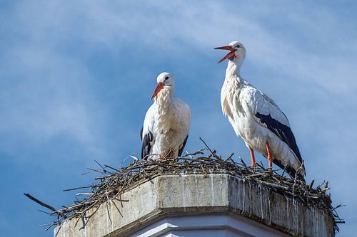 Un couple de cigognes blanches dans leur nid, perché sur une cheminée