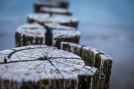 Vieux groins sur la plage de Zingst sur Christian Müringer