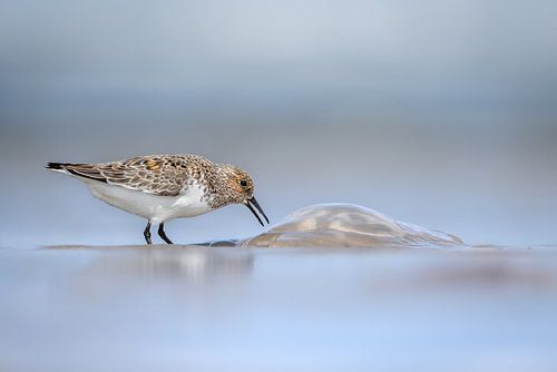 Drieteenstrandloper eet van kwal