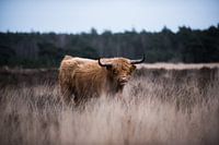 Scottish Highlander eating grass