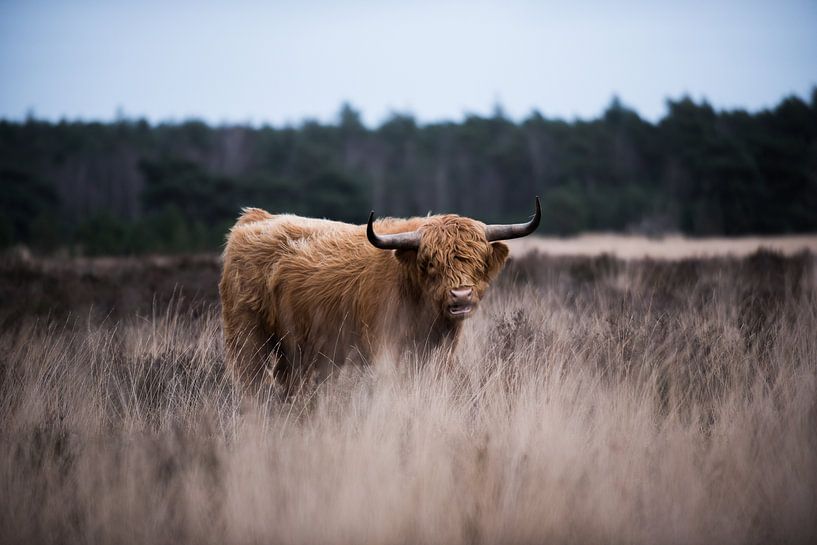 Scottish Highlander eating grass by By N.D.