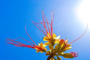 Flower in the Sun van Alejandro Quezada