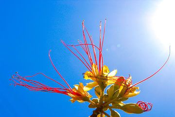 Flower in the Sun