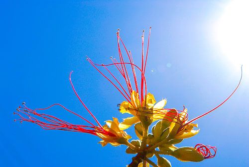 Flower in the Sun sur Alejandro Quezada