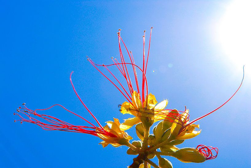 Flower in the Sun von Alejandro Quezada
